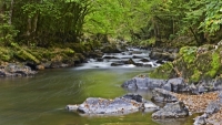 Beekje in de Ardennen